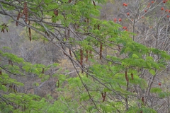 Albizia thompsonii